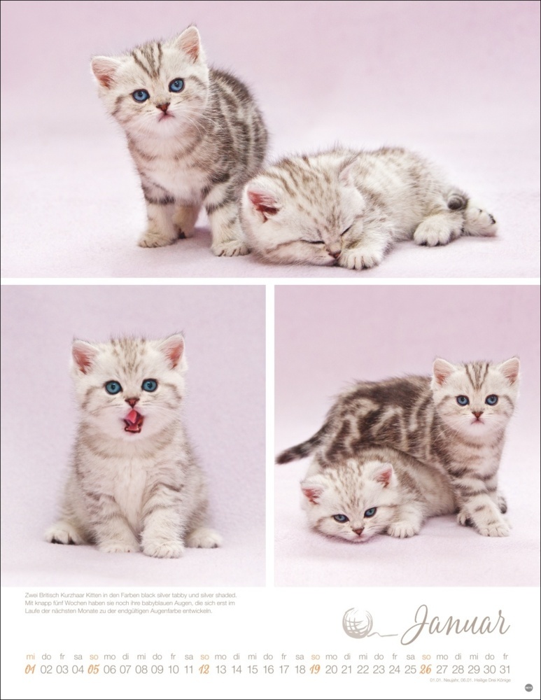 Bild: 9783756405305 | Katzenkinder Posterkalender 2025 | Monika Wegler | Kalender | 14 S.