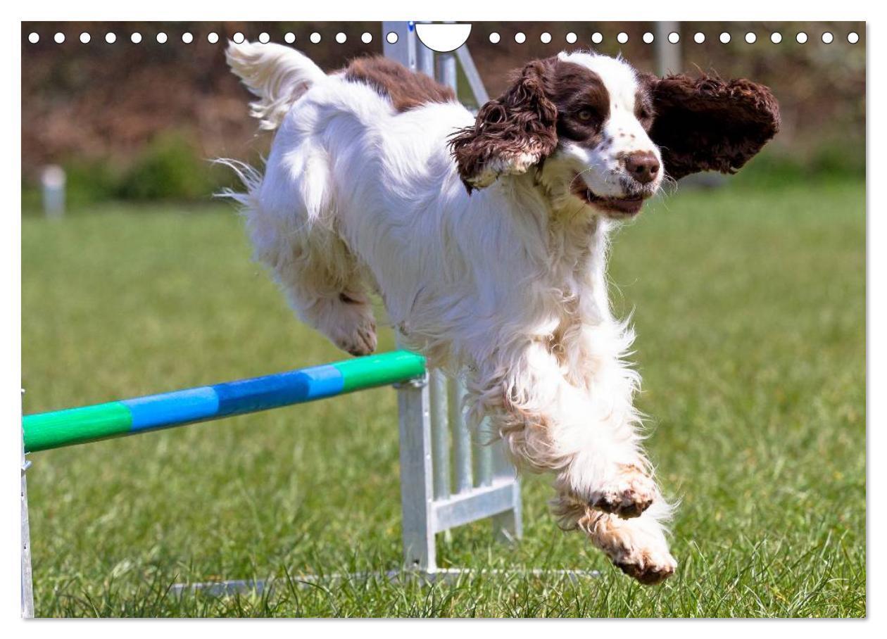 Bild: 9783435555918 | Agility - Sport und Spass (Wandkalender 2025 DIN A4 quer), CALVENDO...