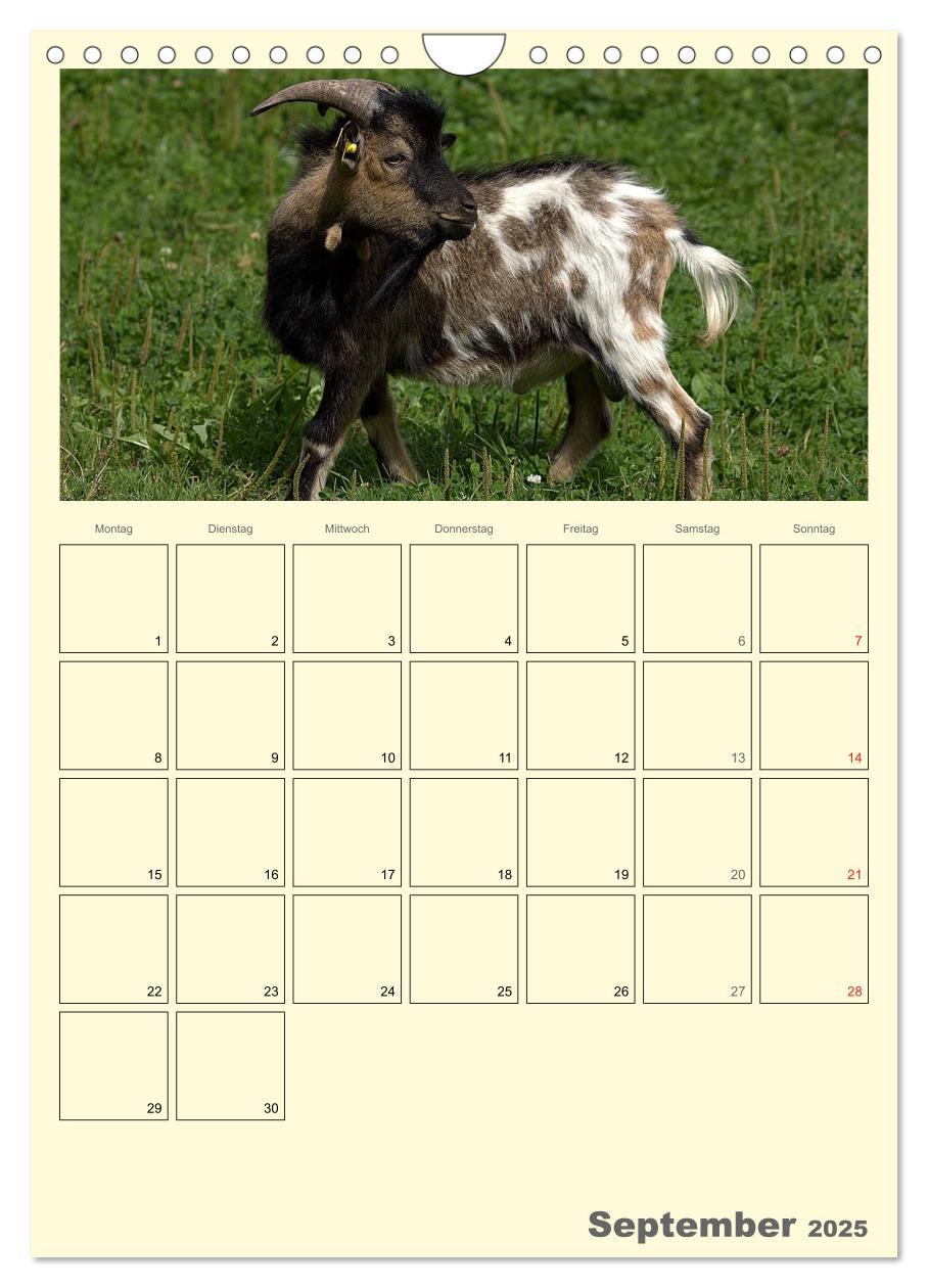 Bild: 9783457015872 | Zwergziegen (Wandkalender 2025 DIN A4 hoch), CALVENDO Monatskalender