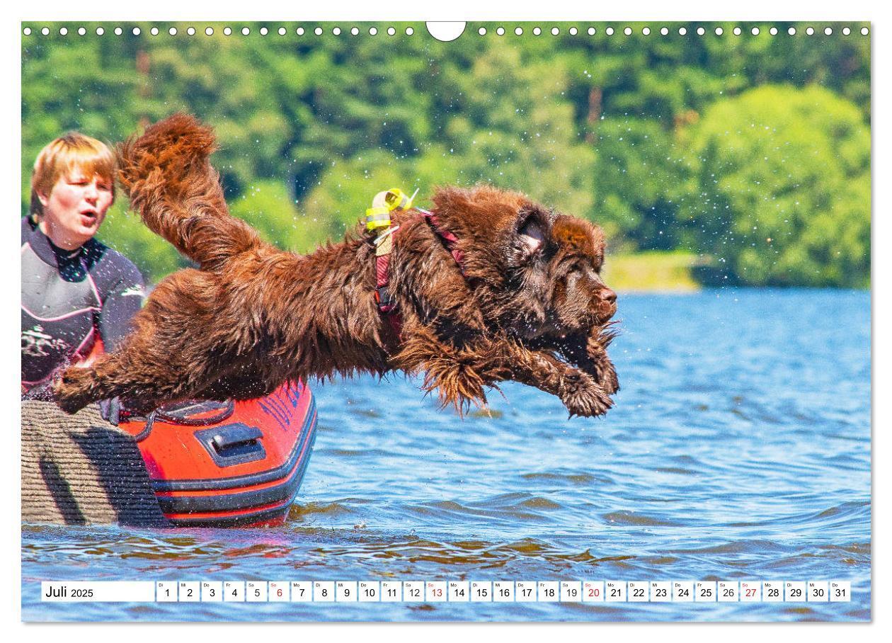 Bild: 9783435306206 | Neufundländer - Das Wasser ist ihr Element (Wandkalender 2025 DIN...