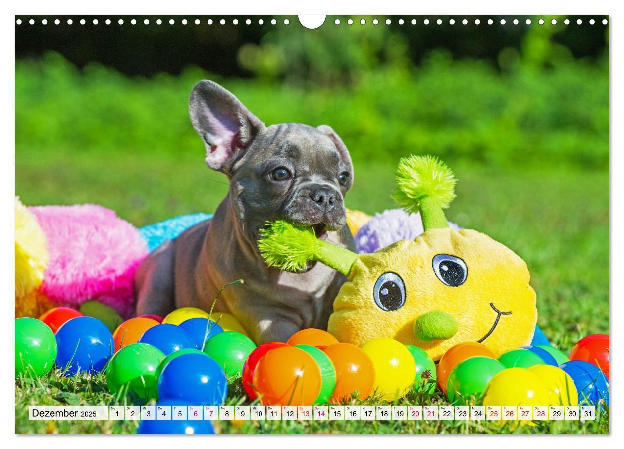 Bild: 9783457178058 | Kleine Helden - Französische Bulldoggen (Wandkalender 2025 DIN A3...