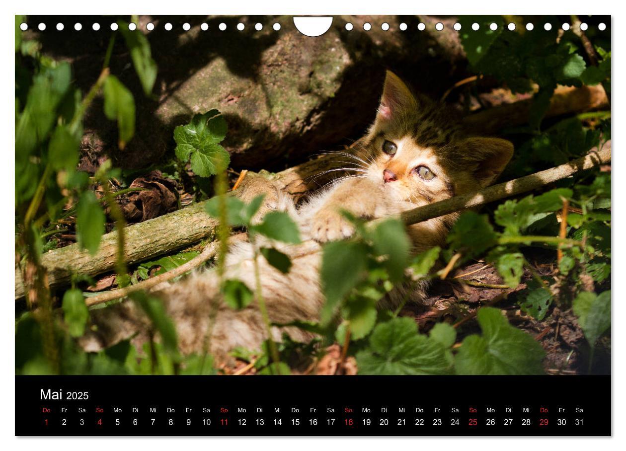 Bild: 9783435391615 | Wildkatzen - scheue Samtpfoten (Wandkalender 2025 DIN A4 quer),...