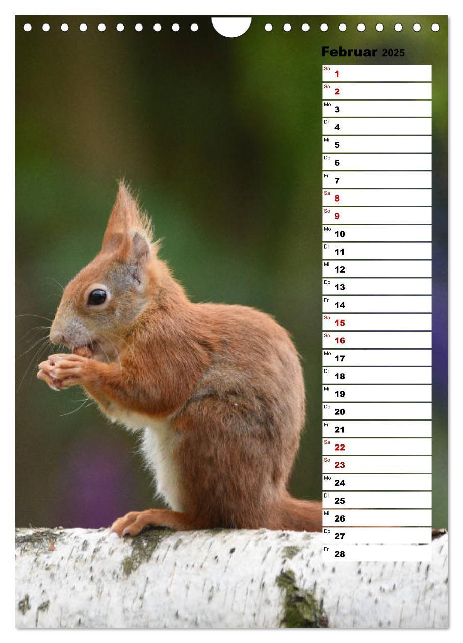 Bild: 9783435985302 | Eichhörnchen - kleine Tiere, große Liebe (Wandkalender 2025 DIN A4...