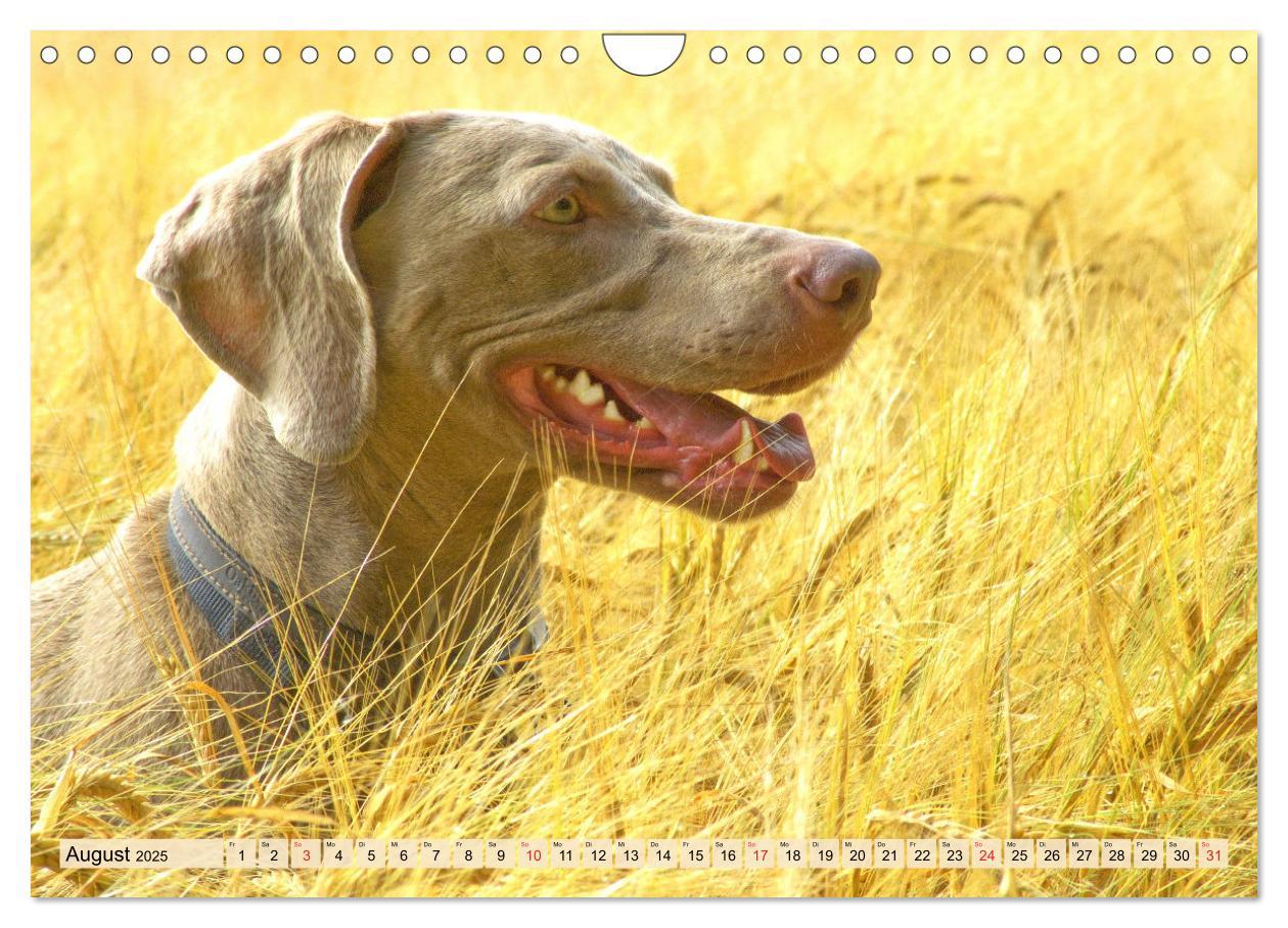 Bild: 9783435050611 | Weimaraner. Edel, elegant und klug (Wandkalender 2025 DIN A4 quer),...