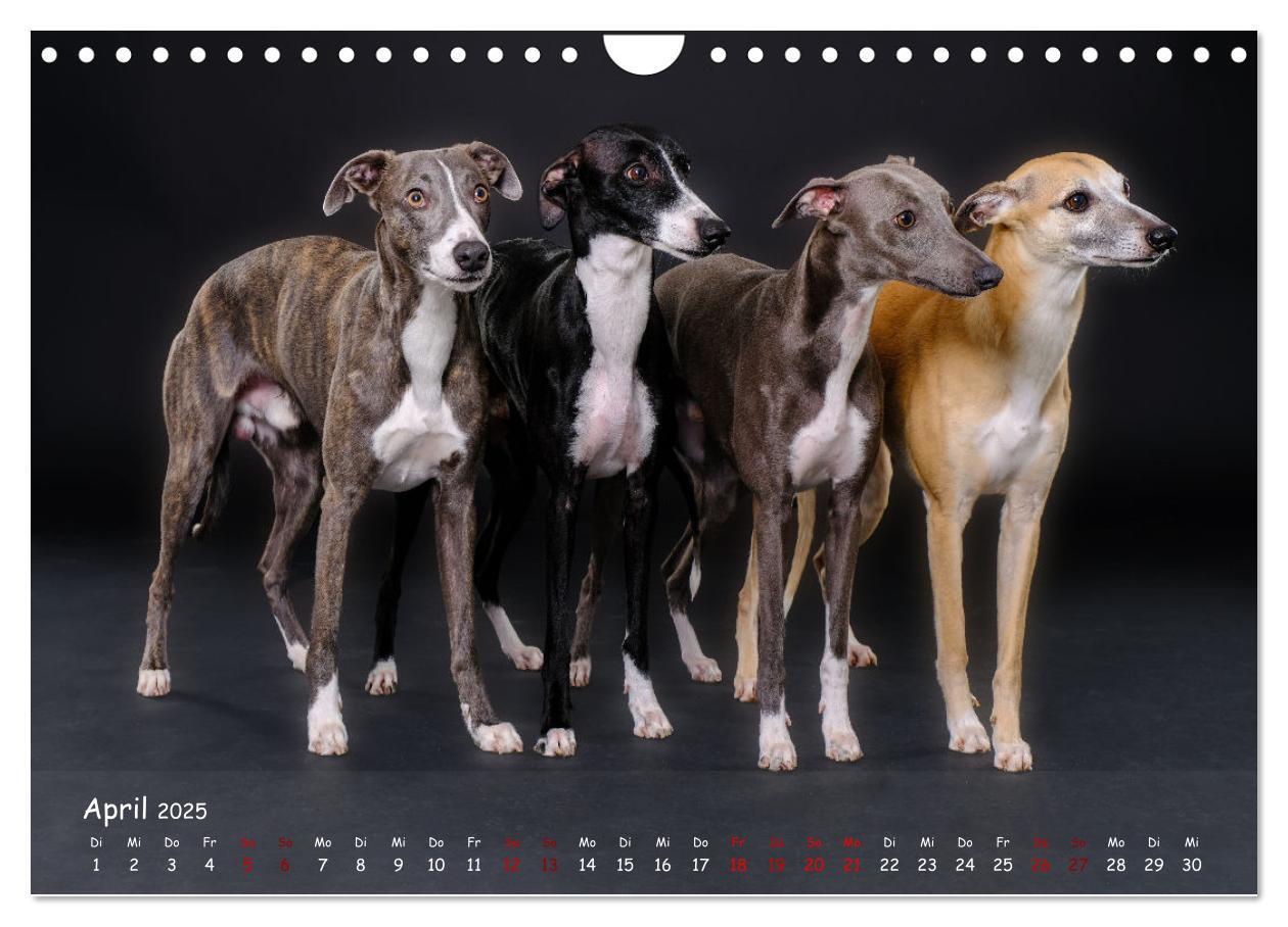 Bild: 9783383857133 | Whippets - Seelenhunde fürs Leben (Wandkalender 2025 DIN A4 quer),...