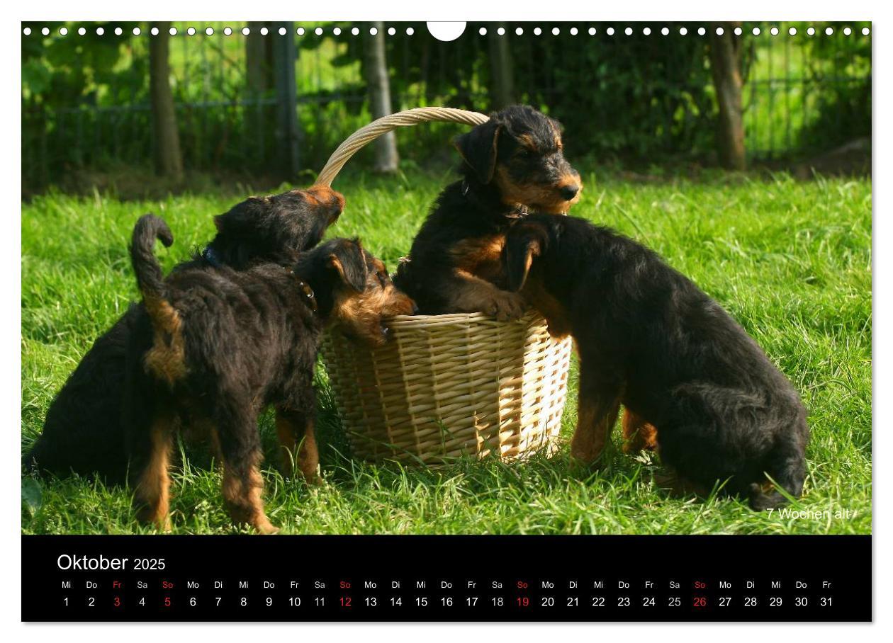 Bild: 9783435747290 | Airedale Terrier Welpen (Wandkalender 2025 DIN A3 quer), CALVENDO...