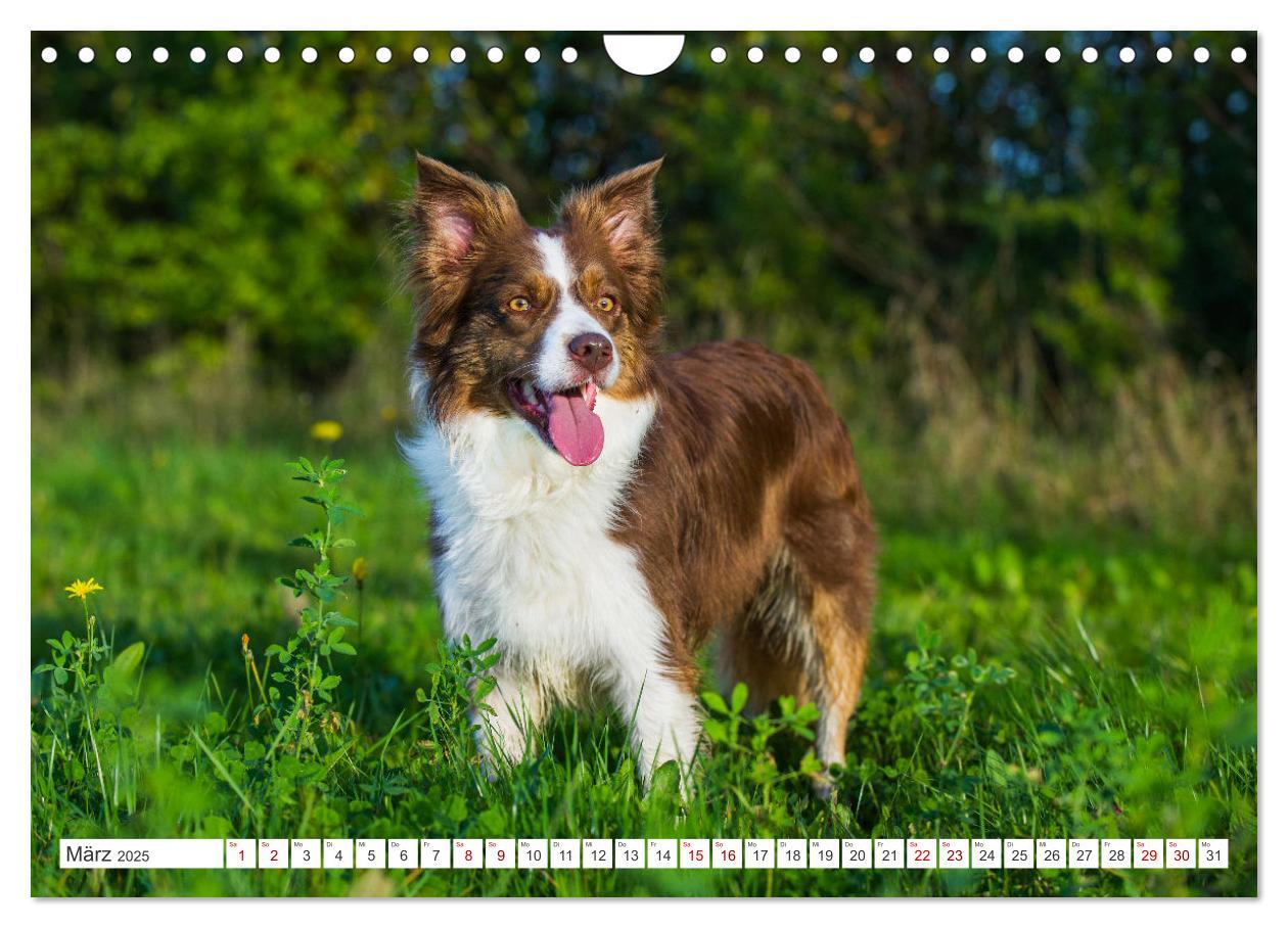 Bild: 9783457157749 | Border Collie - Das Universalgenie unter den Hunden (Wandkalender...