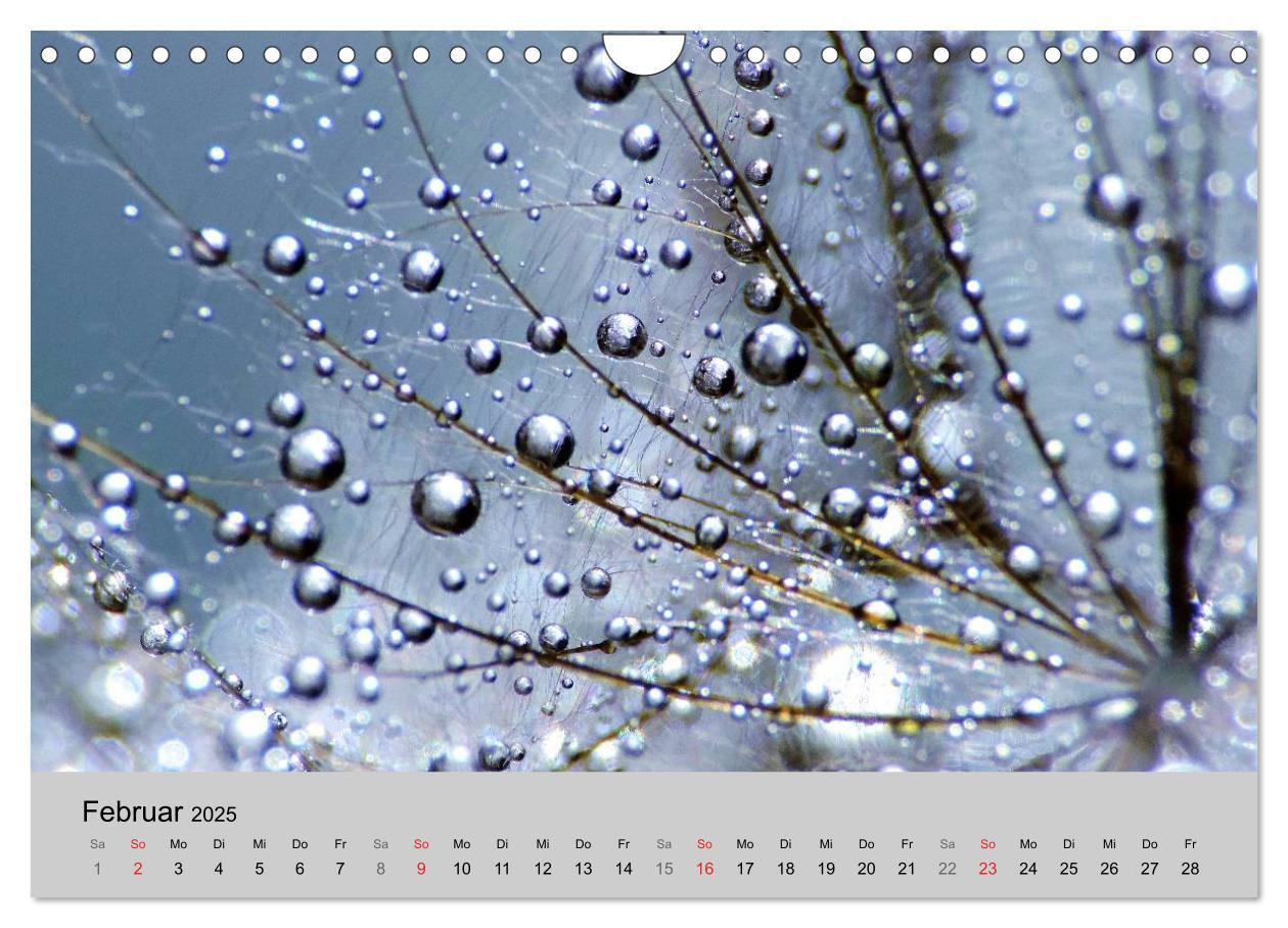 Bild: 9783435746910 | Naturjuwel Pusteblume (Wandkalender 2025 DIN A4 quer), CALVENDO...