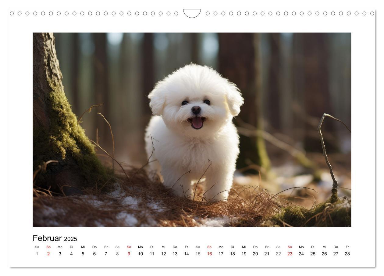 Bild: 9783383843716 | Bichon frisé, weiße Hündchen mit lockigem Haar (Wandkalender 2025...