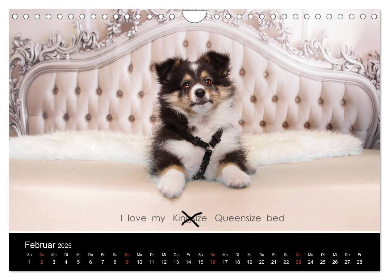 Bild: 9783435606795 | Wir lieben Shelties (Wandkalender 2025 DIN A4 quer), CALVENDO...