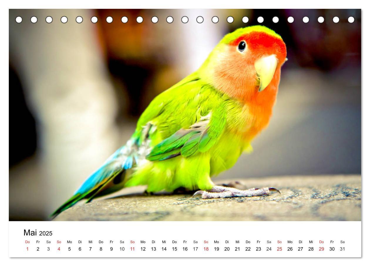 Bild: 9783435186556 | Papageien. Knallbunte Aras und Co. (Tischkalender 2025 DIN A5...