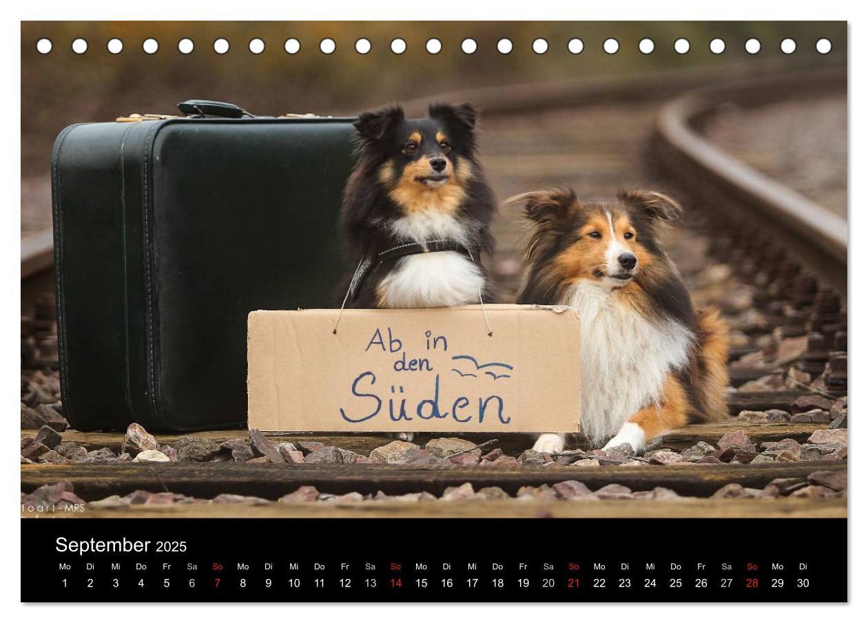 Bild: 9783435598021 | Wir lieben Shelties (Tischkalender 2025 DIN A5 quer), CALVENDO...