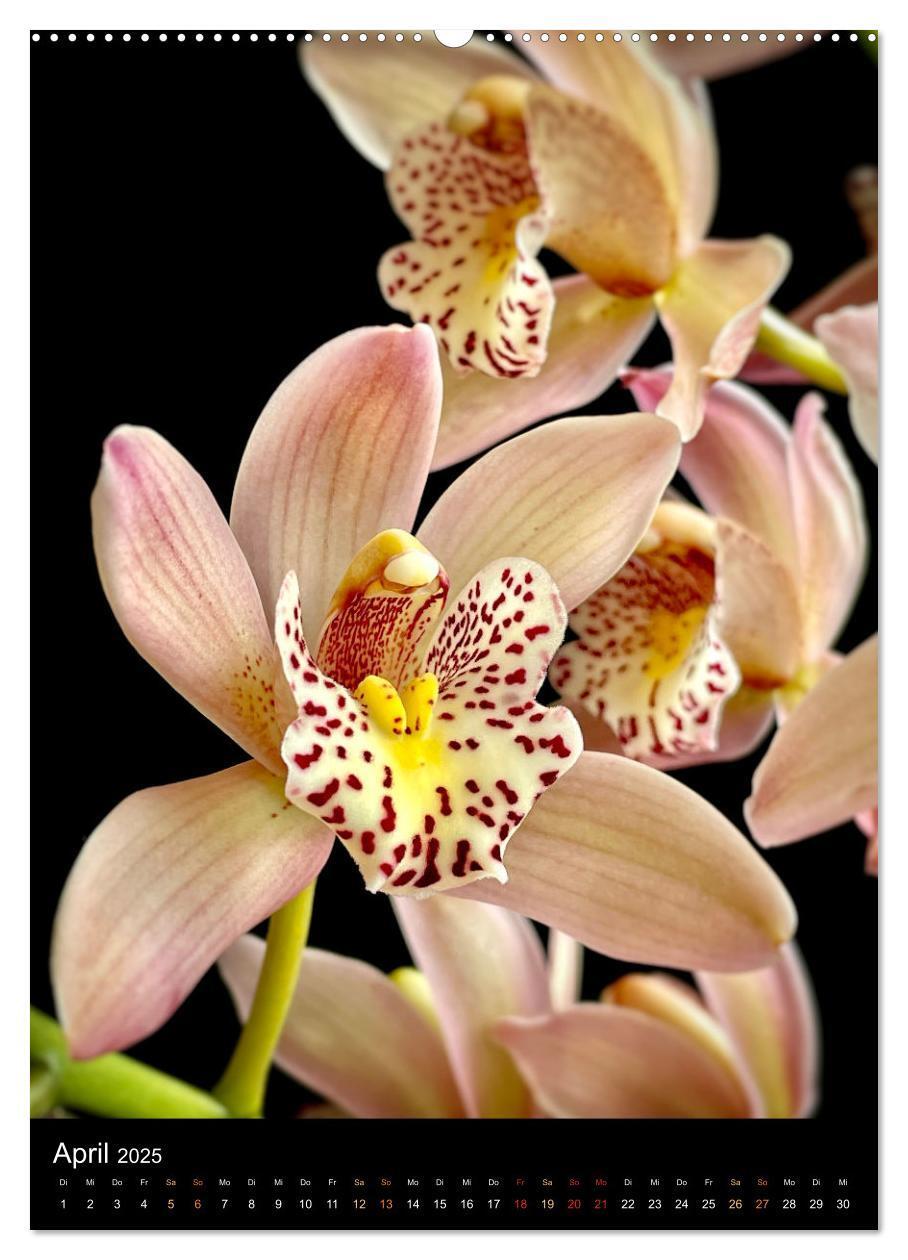 Bild: 9783435880676 | Orchideen - Exoten im Wohnzimmer (Wandkalender 2025 DIN A2 hoch),...