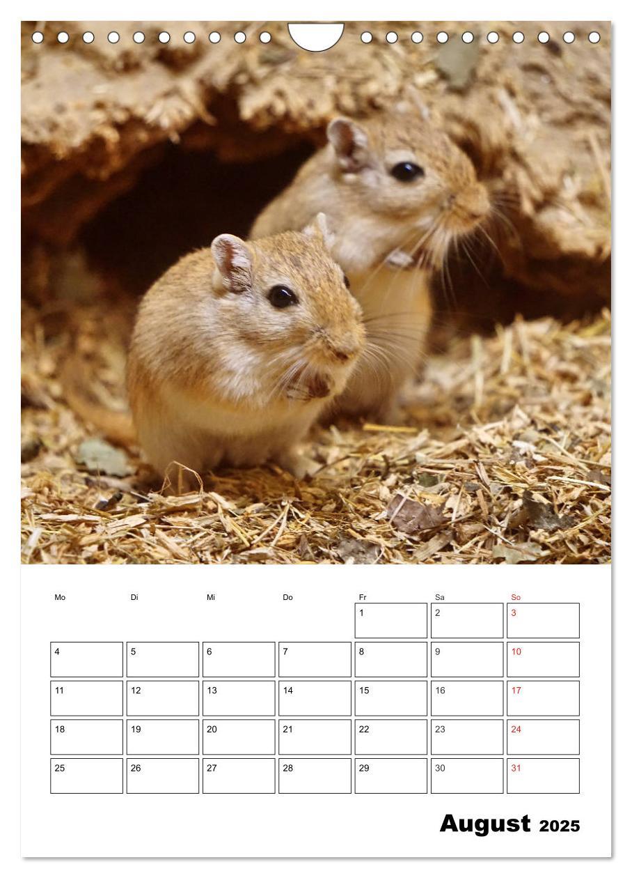 Bild: 9783435952243 | Lustige Rennmäuse (Wandkalender 2025 DIN A4 hoch), CALVENDO...