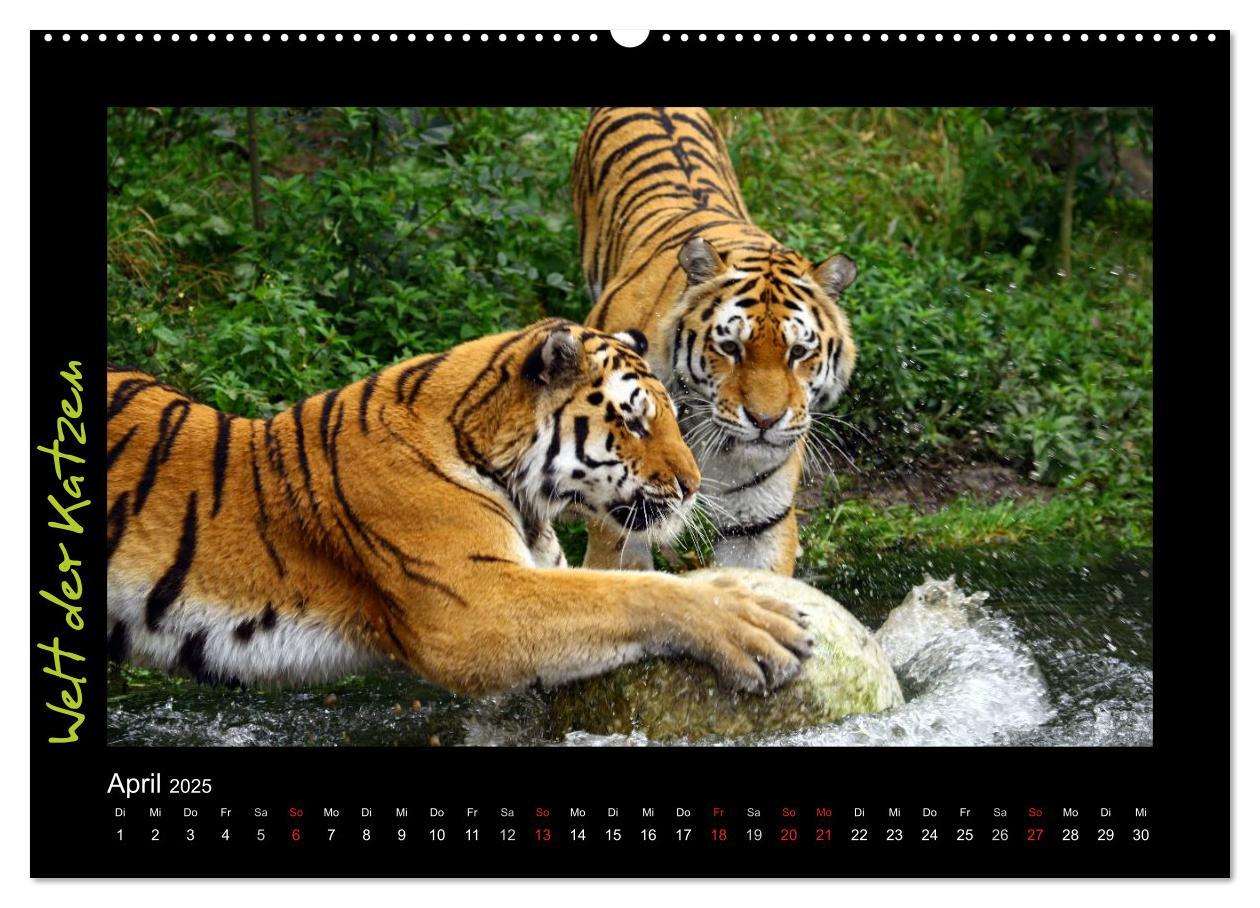 Bild: 9783435774920 | Welt der Katzen - Tiger (Wandkalender 2025 DIN A2 quer), CALVENDO...