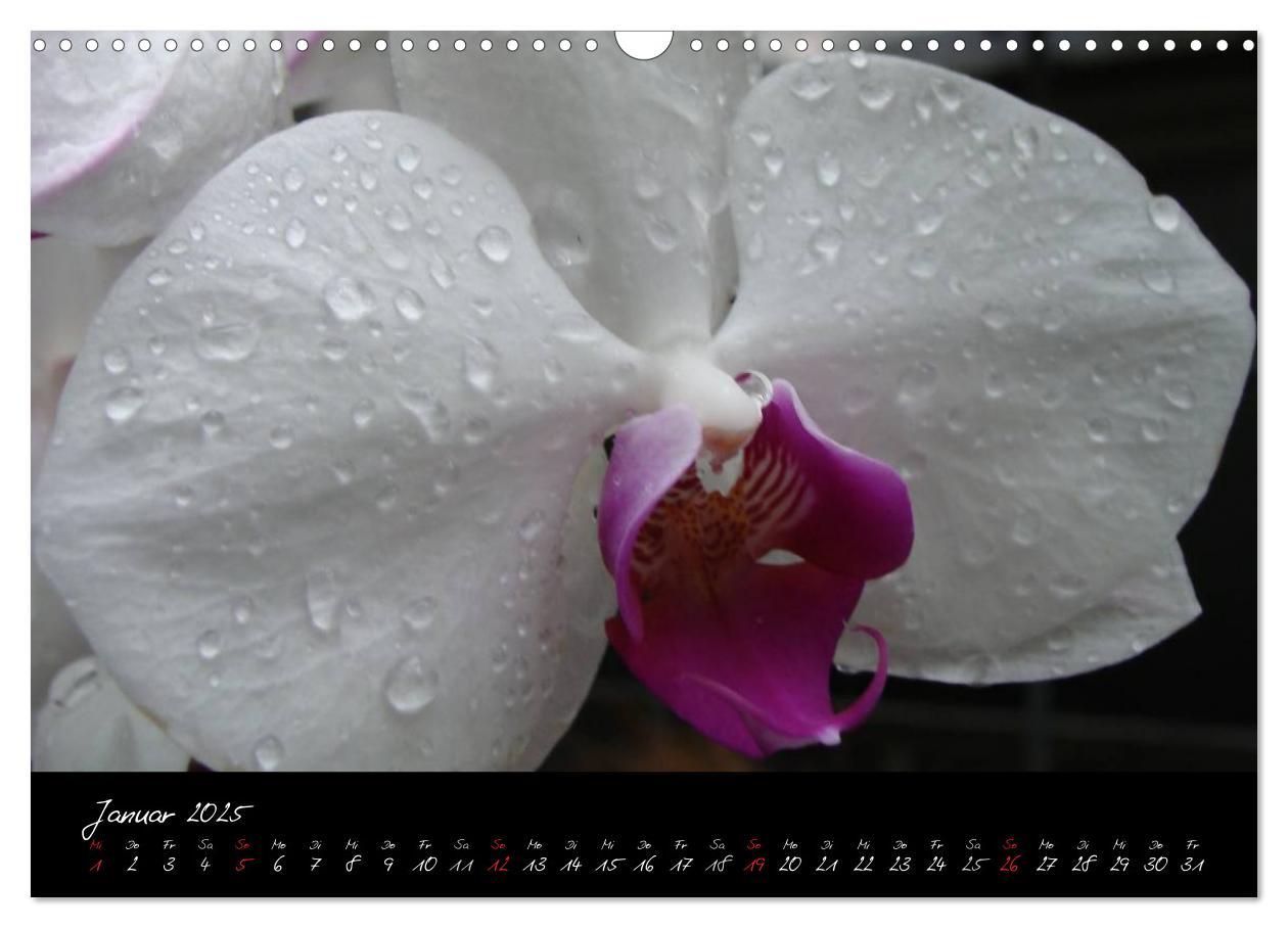 Bild: 9783435822119 | Farbenreiche Orchideen (Wandkalender 2025 DIN A3 quer), CALVENDO...