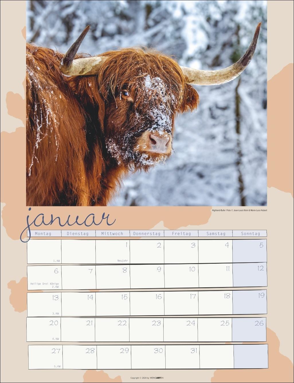 Bild: 9783839900734 | Kuh Kalender 2025 | Kalender | Spiralbindung | 14 S. | Deutsch | 2025