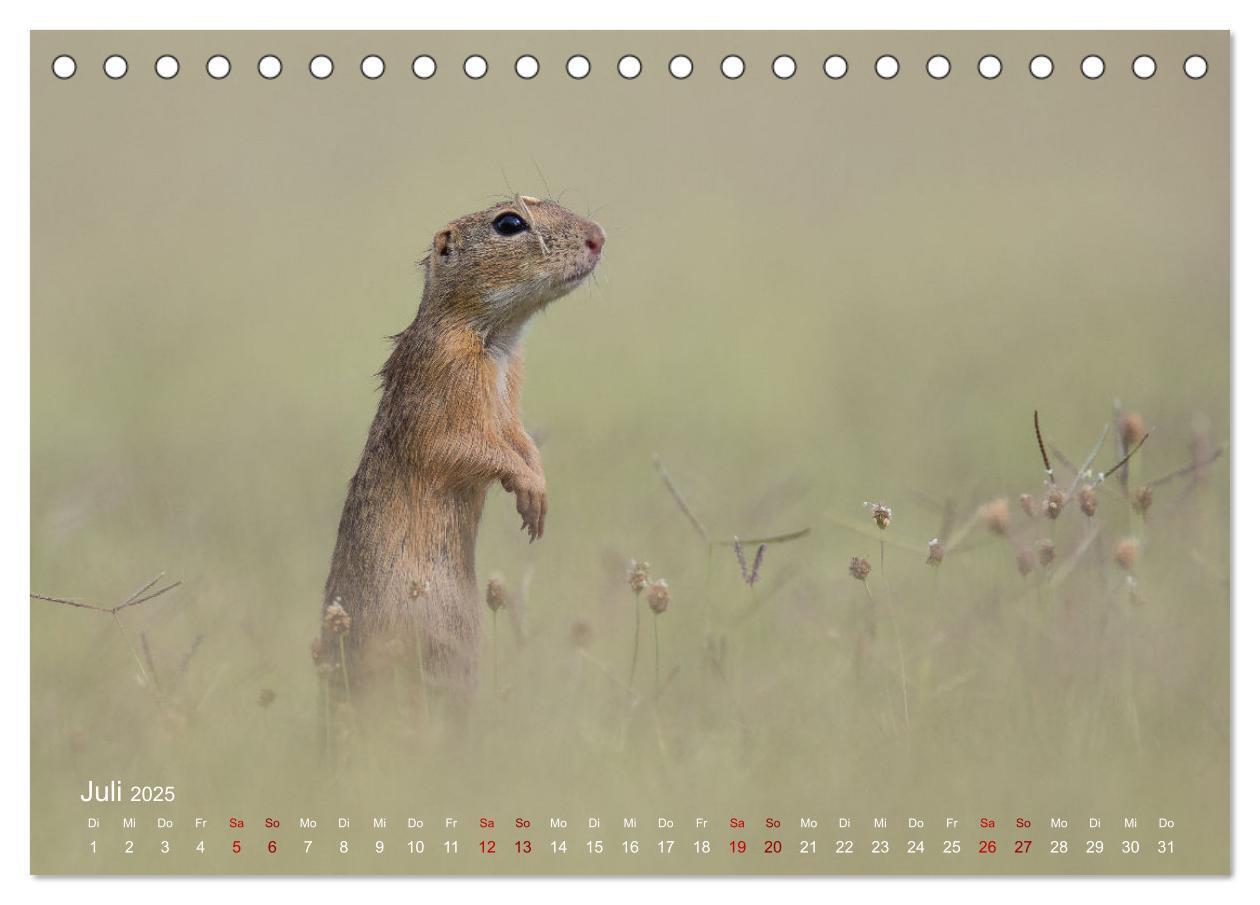 Bild: 9783435081769 | Moments in Nature (Tischkalender 2025 DIN A5 quer), CALVENDO...