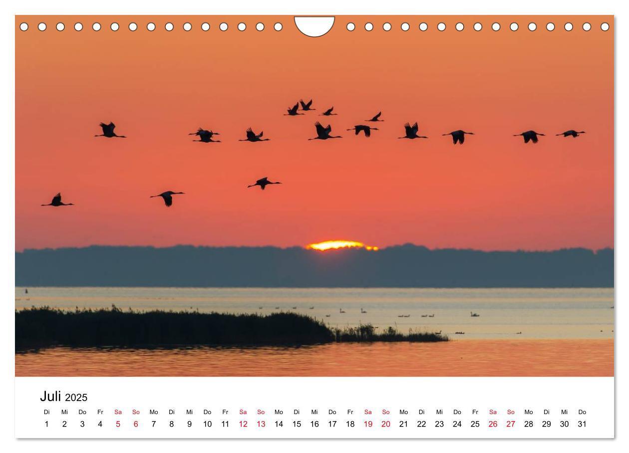 Bild: 9783435612314 | Zug der Kraniche (Wandkalender 2025 DIN A4 quer), CALVENDO...