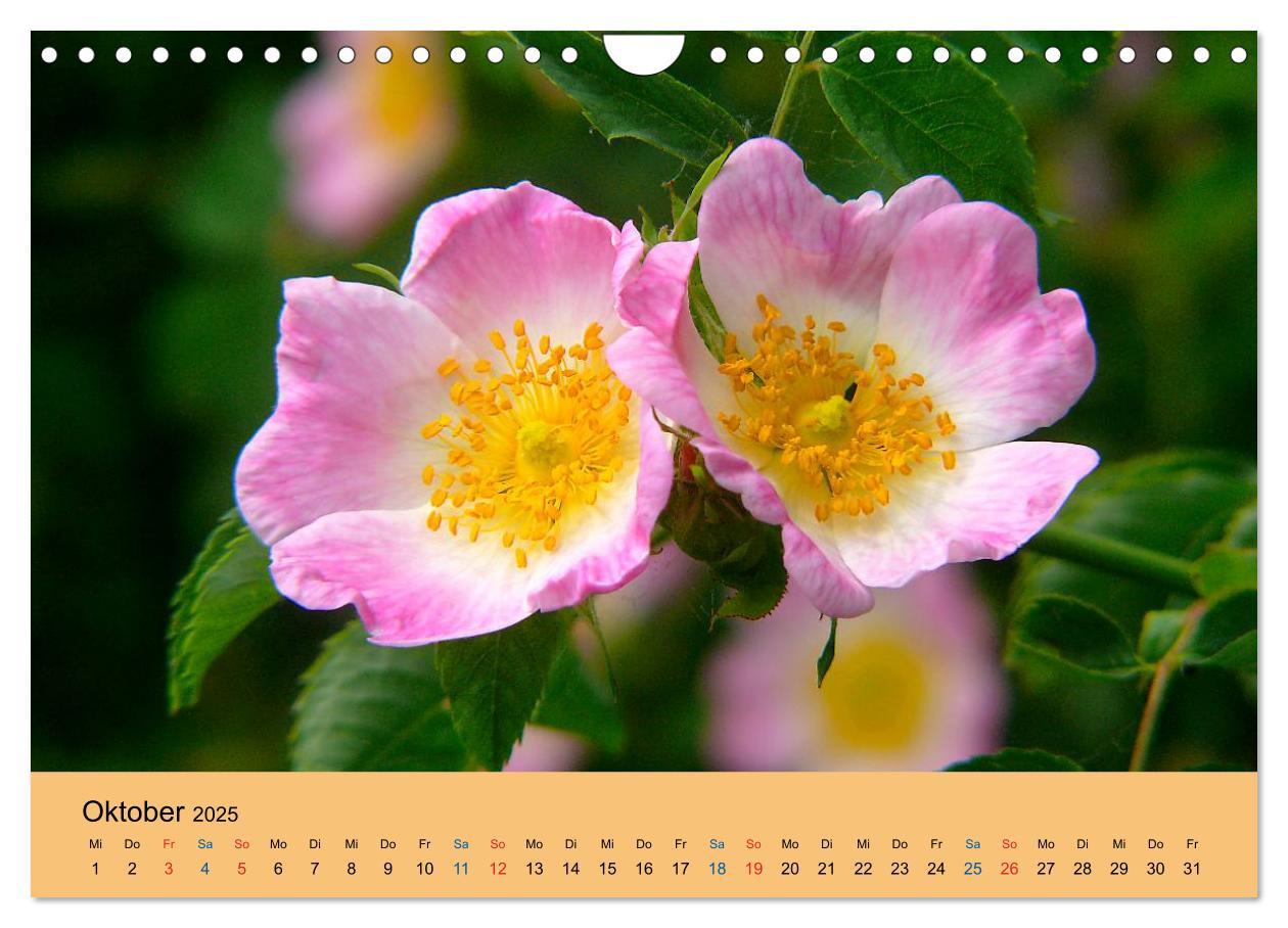 Bild: 9783435775132 | Wildblumen 2025 (Wandkalender 2025 DIN A4 quer), CALVENDO...