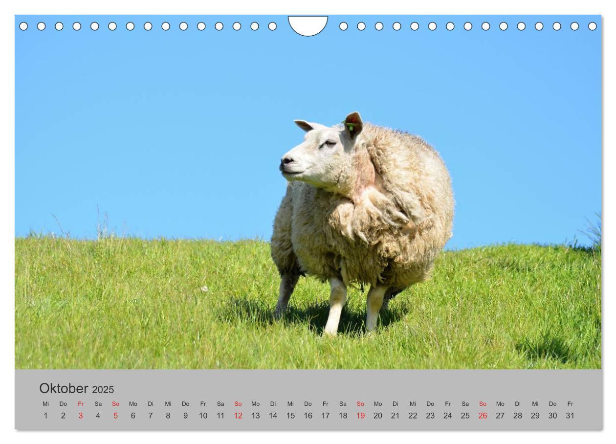 Bild: 9783435500260 | Impressionen von Texel (Wandkalender 2025 DIN A4 quer), CALVENDO...