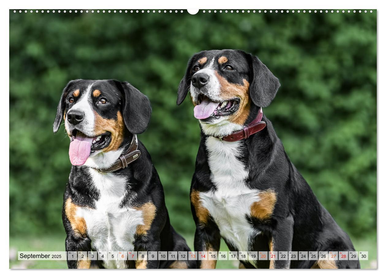 Bild: 9783457198971 | Entlebucher - Temperamentvolle Schweizer Sennenhunde (Wandkalender...