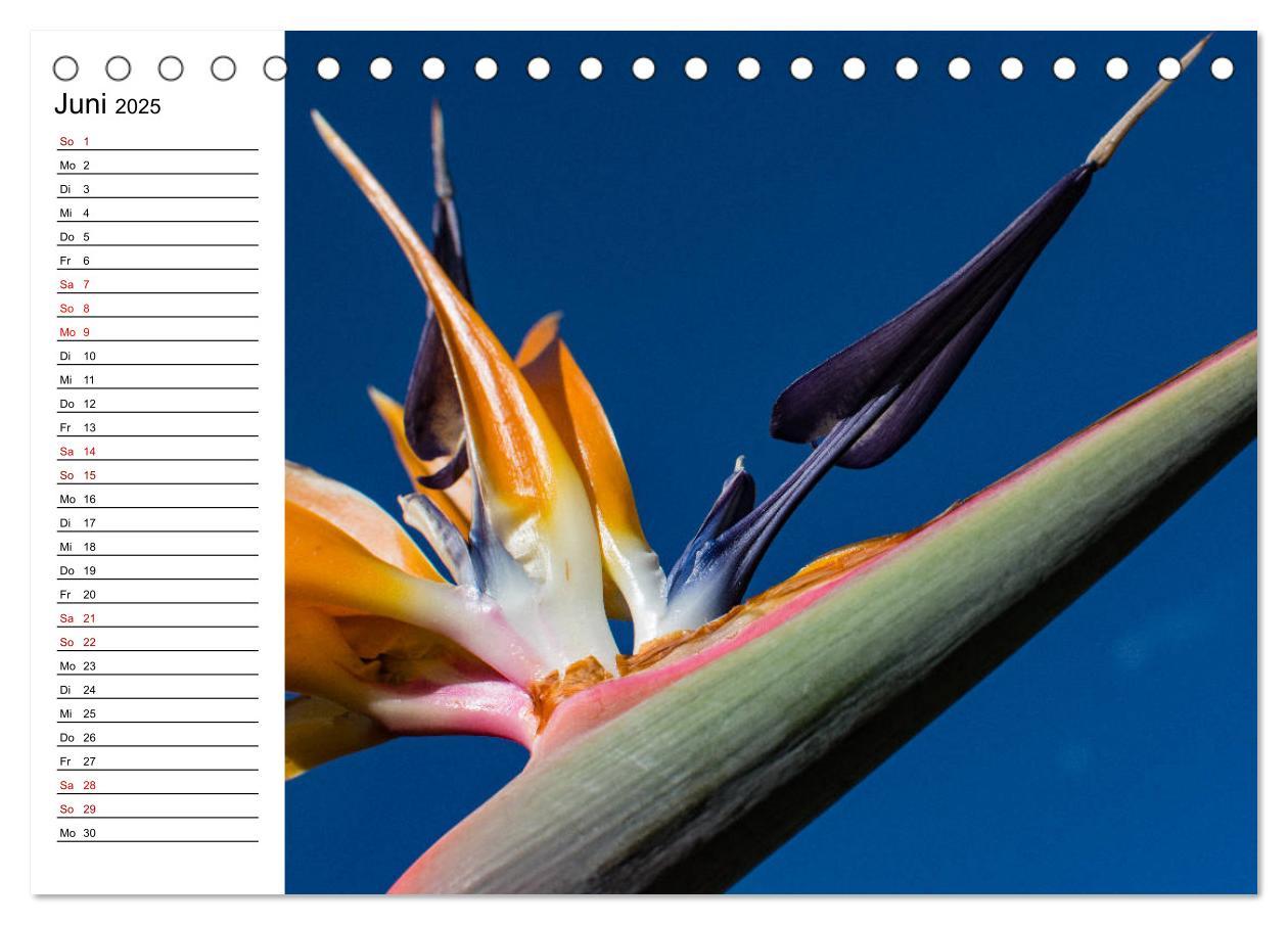 Bild: 9783435389124 | Strelitzien - die Paradiesvögel unter den Blumen (Tischkalender...