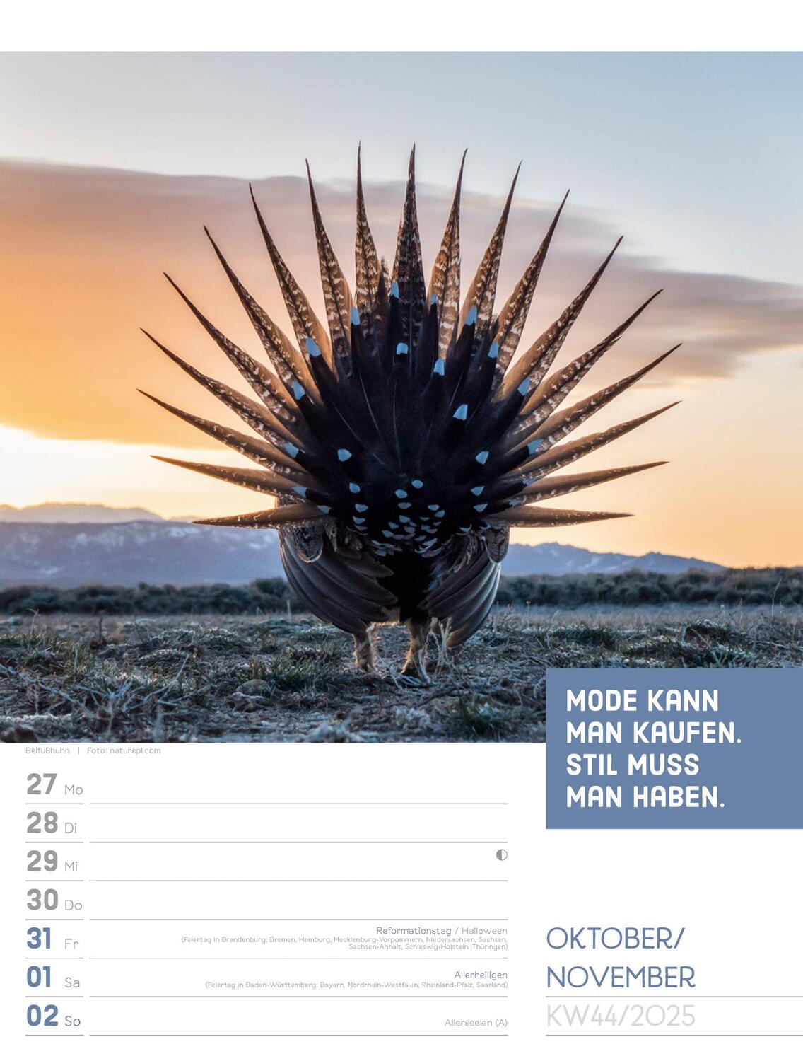 Bild: 9783838425962 | Tierisch! Sprüchekalender - Wochenplaner Kalender 2025 | Kunstverlag