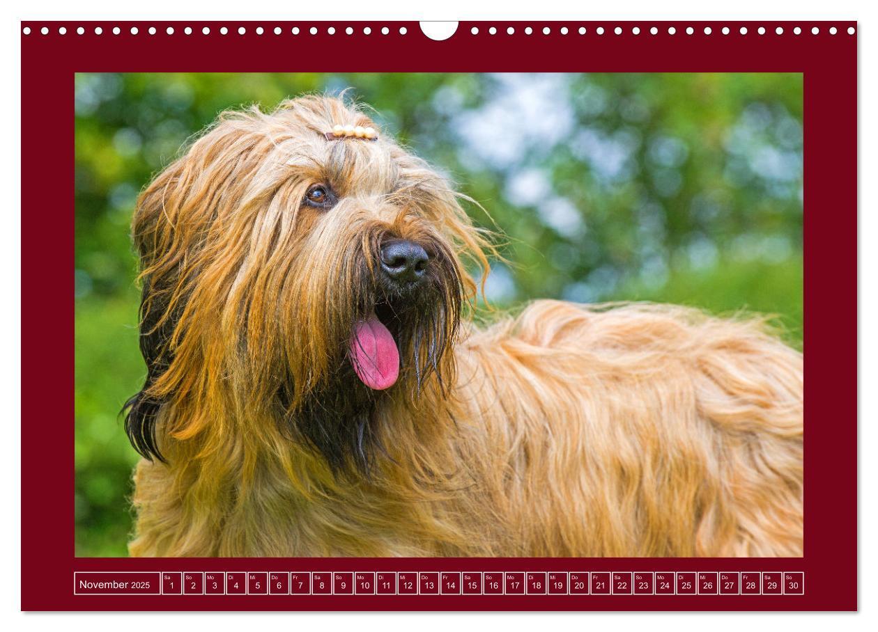 Bild: 9783457153079 | Herz auf vier Pfoten - Briard (Wandkalender 2025 DIN A3 quer),...