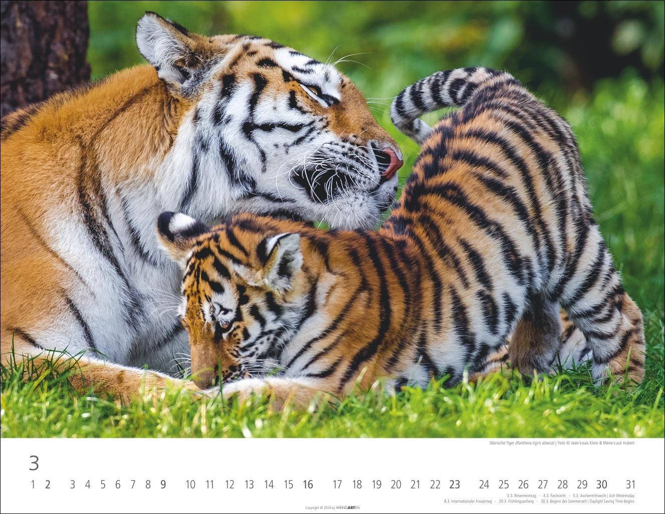 Bild: 9783839900413 | Tiger Kalender 2025 | Kalender | Spiralbindung | 14 S. | Deutsch