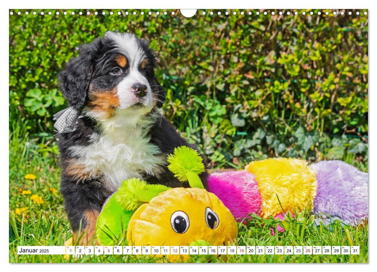 Bild: 9783435215331 | Kleine Herzen auf 4 Pfoten - Berner Sennenhunde (Wandkalender 2025...