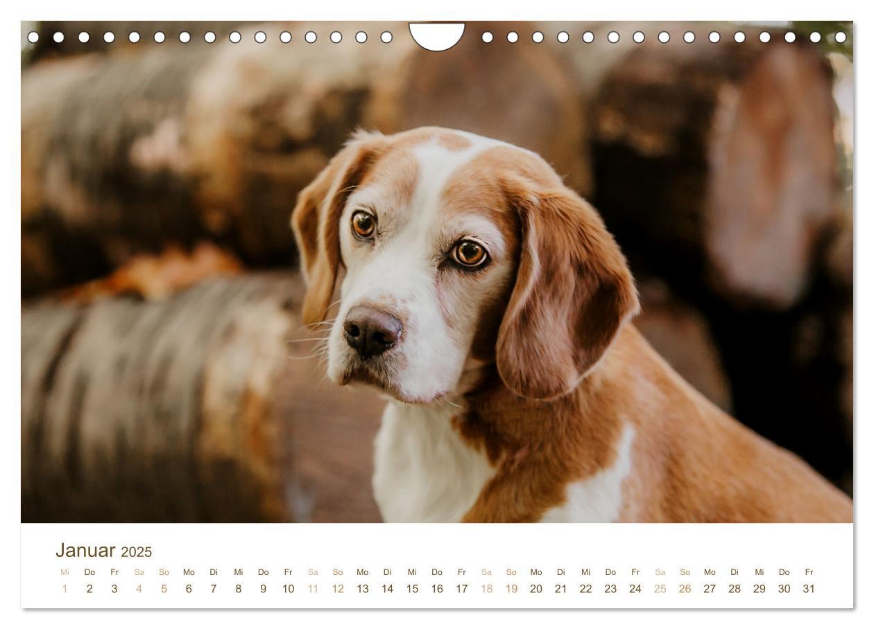 Bild: 9783435018499 | Beagle - Unser treuer Begleiter (Wandkalender 2025 DIN A4 quer),...