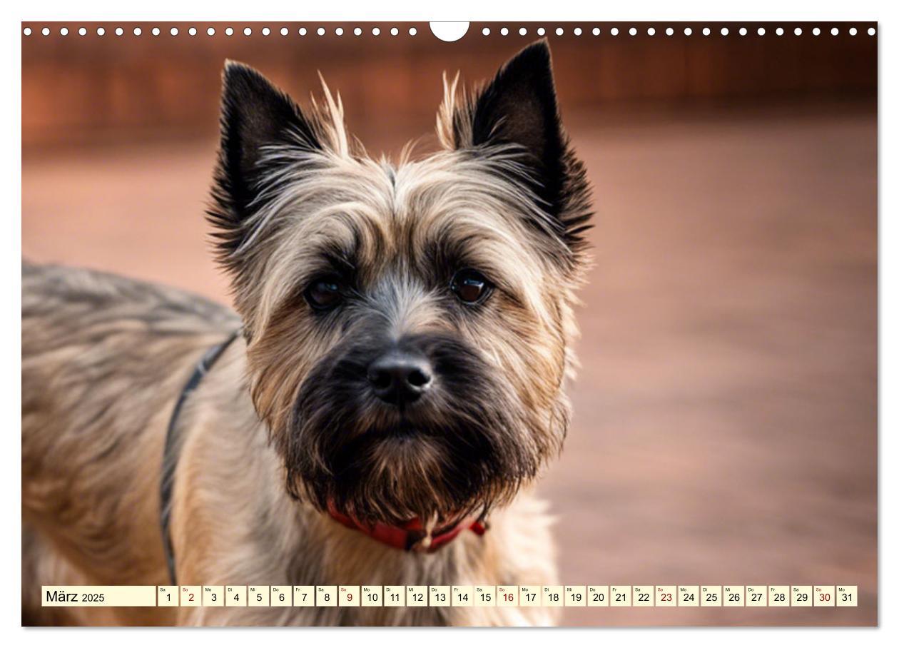 Bild: 9783435419906 | Cairn Terrier - lustiges Raubein aus Schottland (Wandkalender 2025...