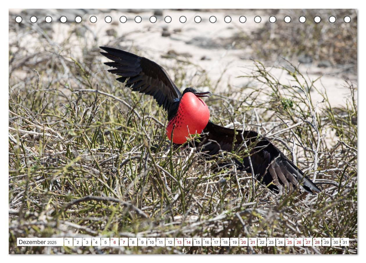 Bild: 9783435321148 | Galapagos-Inseln - Ein Paradies für Tiere (Tischkalender 2025 DIN...