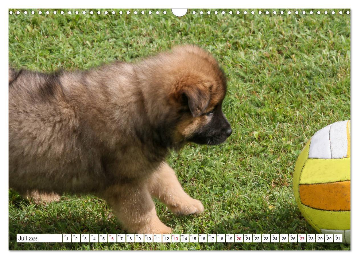 Bild: 9783435335367 | Eurasier, der Hund im Wolfspelz (Wandkalender 2025 DIN A3 quer),...