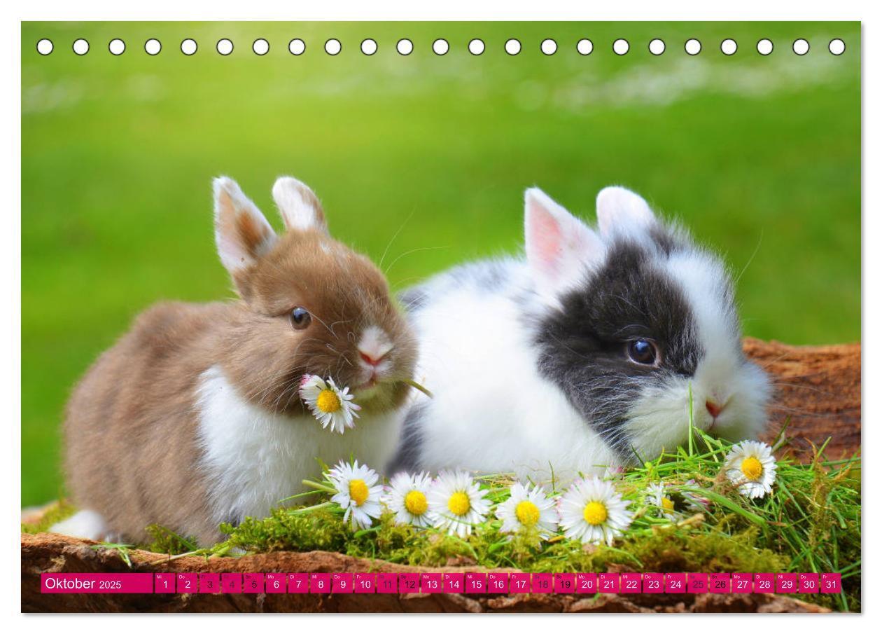 Bild: 9783435315031 | Kaninchen. Putzig, flauschig und geliebt (Tischkalender 2025 DIN A5...