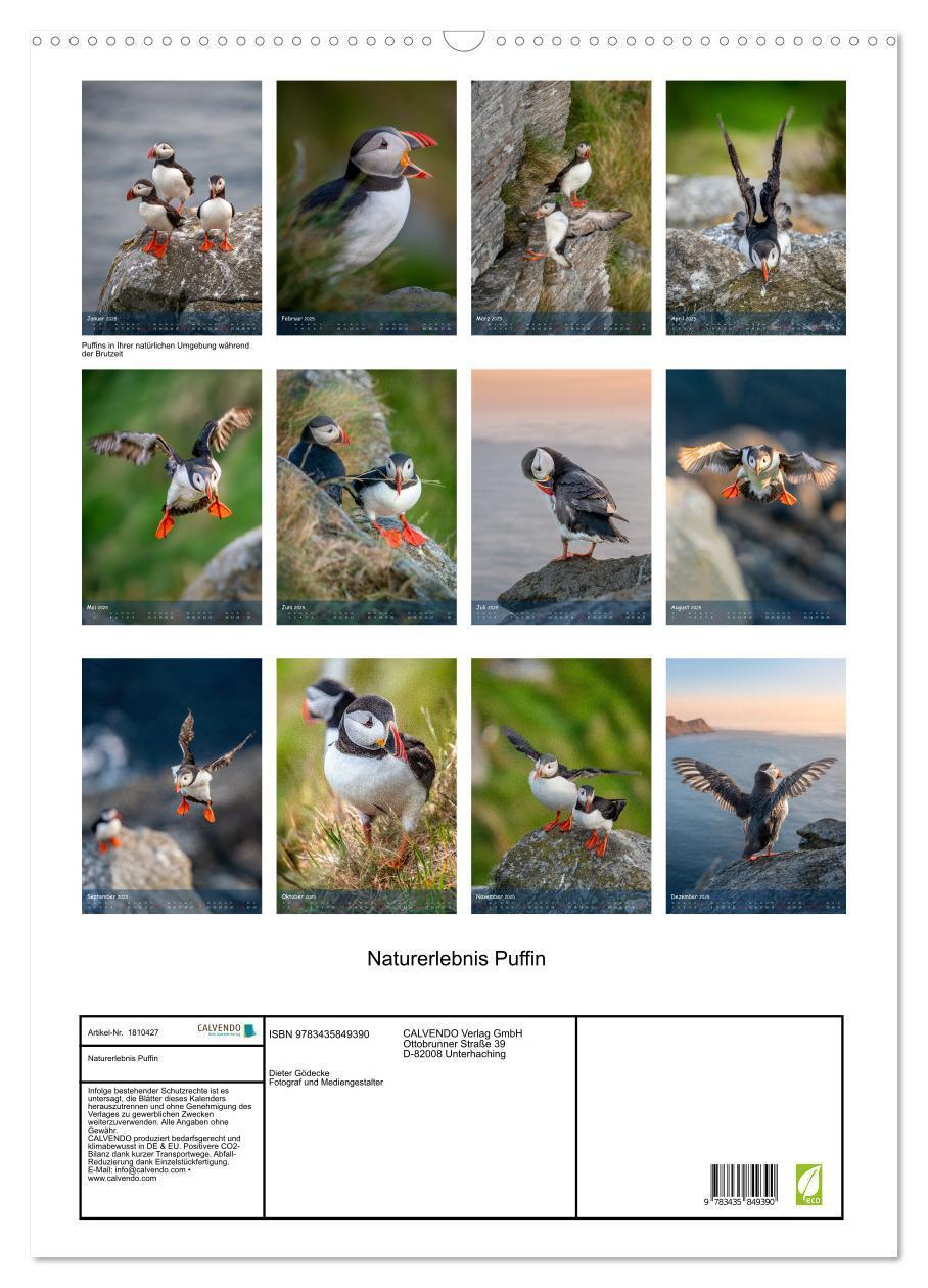 Bild: 9783435849390 | Naturerlebnis Puffin (Wandkalender 2025 DIN A2 hoch), CALVENDO...