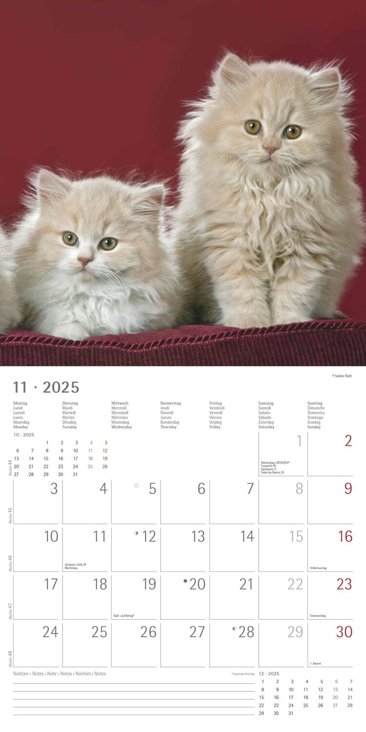 Bild: 4251732340674 | Katzen 2025 - Broschürenkalender 30x30 cm (30x60 geöffnet) -...