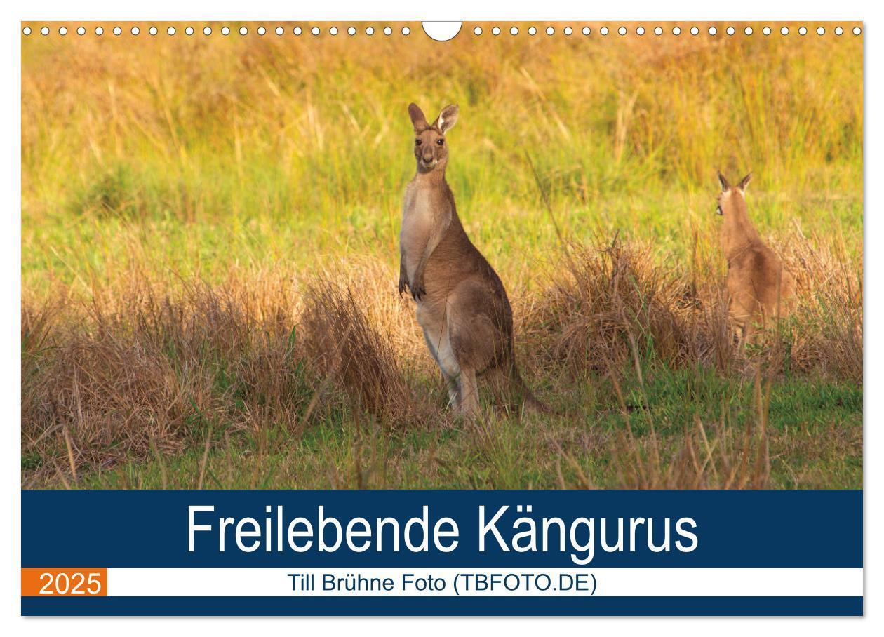 Cover: 9783435328574 | Freilebende Kängurus (Wandkalender 2025 DIN A3 quer), CALVENDO...