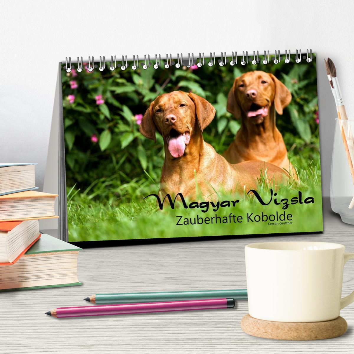 Bild: 9783435518708 | Magyar Vizsla - Zauberhafte Kobolde (Tischkalender 2025 DIN A5...