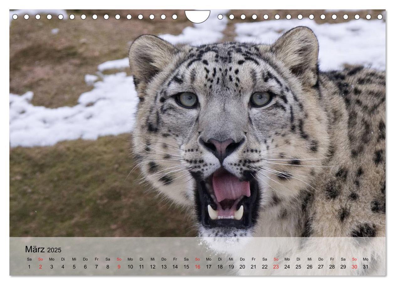 Bild: 9783435600908 | Leoparden. Elegante Jäger (Wandkalender 2025 DIN A4 quer), CALVENDO...