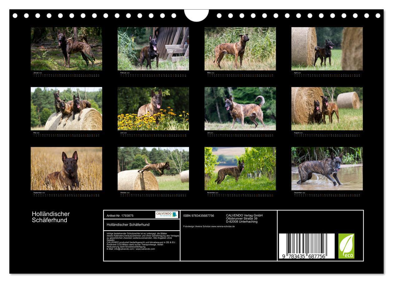 Bild: 9783435687756 | Holländischer Schäferhund (Wandkalender 2025 DIN A4 quer), CALVENDO...