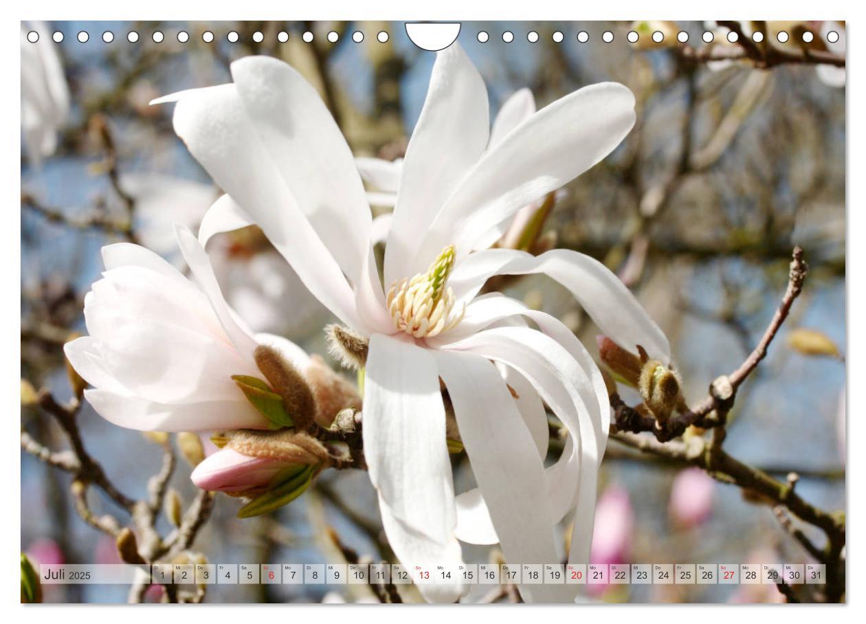 Bild: 9783435240357 | Magnolien Ein Blütenrausch (Wandkalender 2025 DIN A4 quer),...