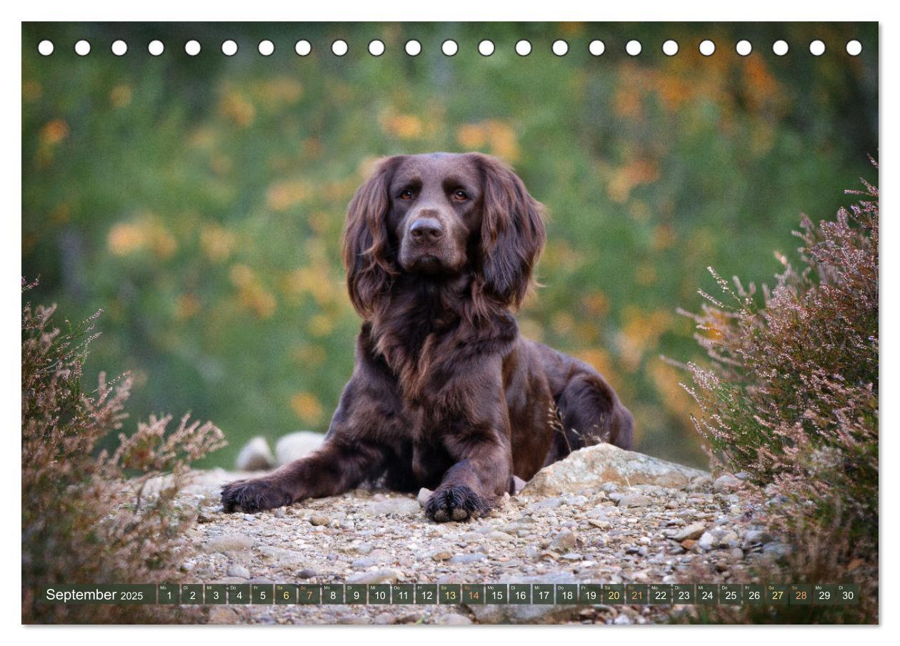 Bild: 9783383839528 | Jagdhund im Portrait - Deutsch Langhaar (Tischkalender 2025 DIN A5...