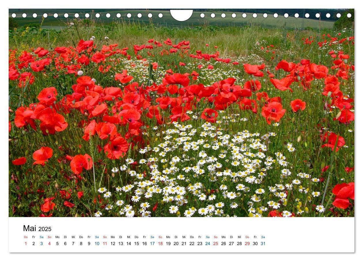 Bild: 9783435780471 | Felder und Wiesen (Wandkalender 2025 DIN A4 quer), CALVENDO...