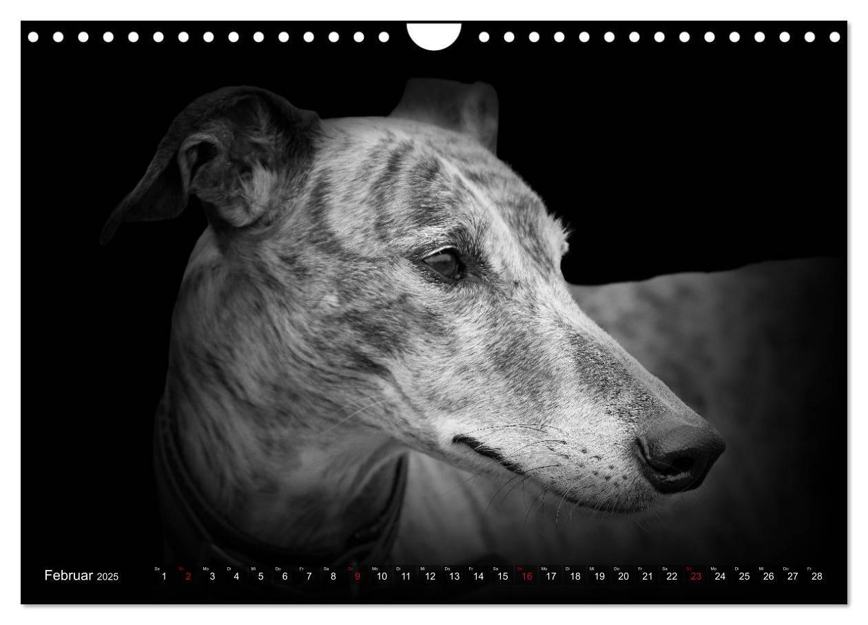 Bild: 9783383824074 | Galgo Español - der spanische Windhund 2025 (Wandkalender 2025 DIN...