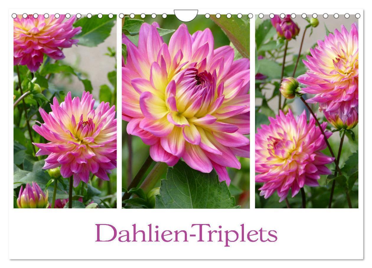 Cover: 9783435376674 | Dahlien-Triplets (Wandkalender 2025 DIN A4 quer), CALVENDO...