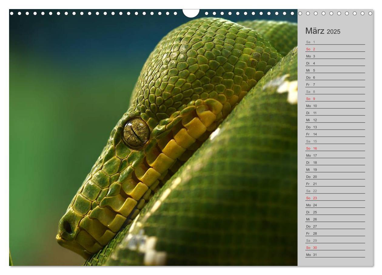 Bild: 9783435578252 | Schlangen und Co. - Faszination pur (Wandkalender 2025 DIN A3...