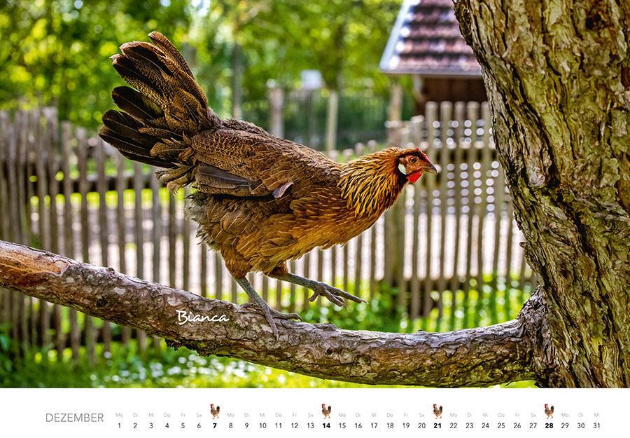 Bild: 9783966648202 | Hühner Kalender 2025 | Der Tierkalender mit den charmanten Namen