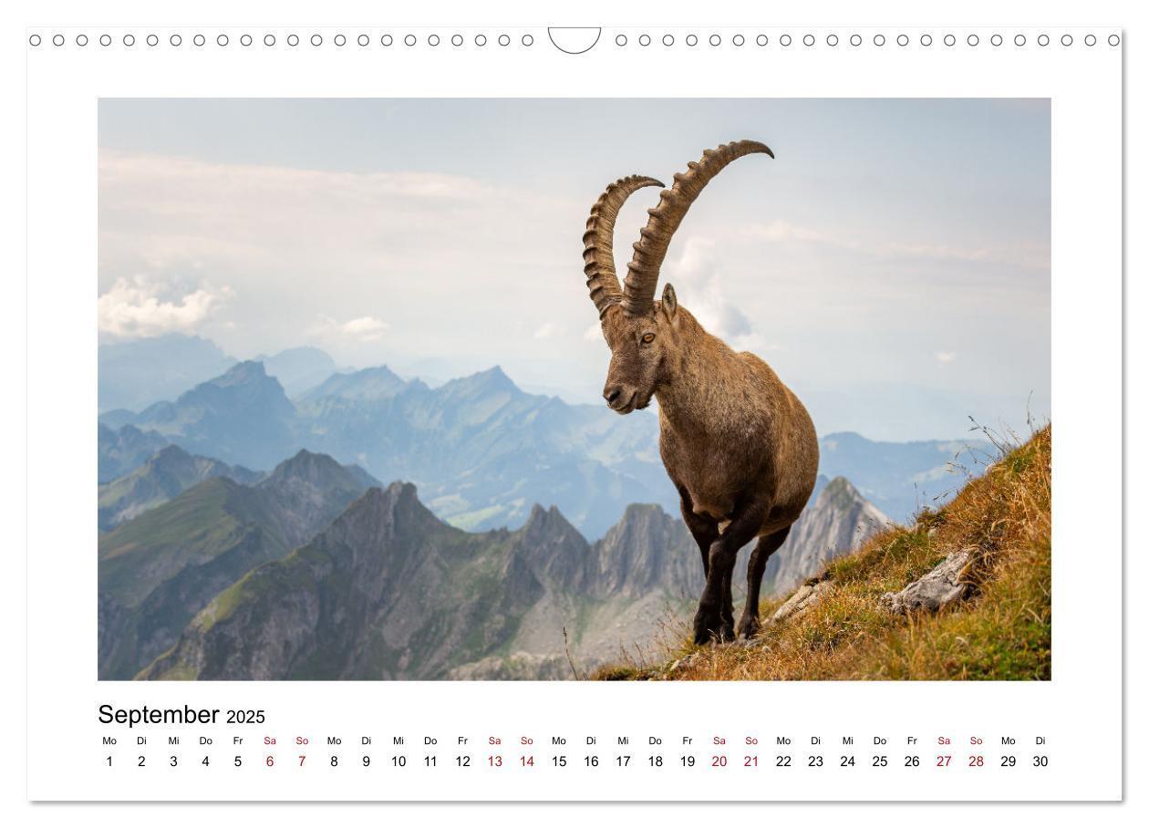 Bild: 9783383907029 | Steinböcke - Die Könige der Alpen (Wandkalender 2025 DIN A3 quer),...